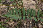 Spiked hoarypea